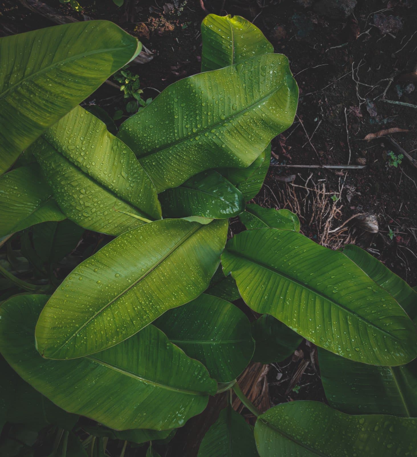 A regenerative landscape designed with permaculture principles
