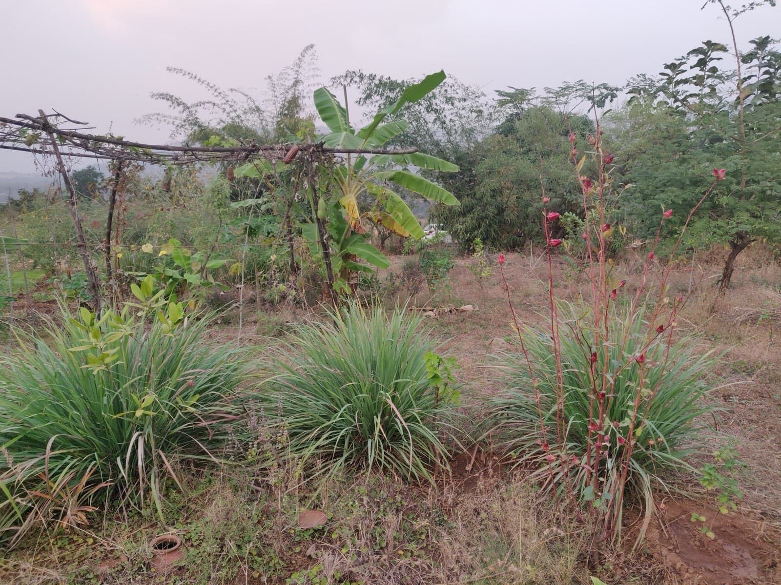 Climate Resilient Homesteads