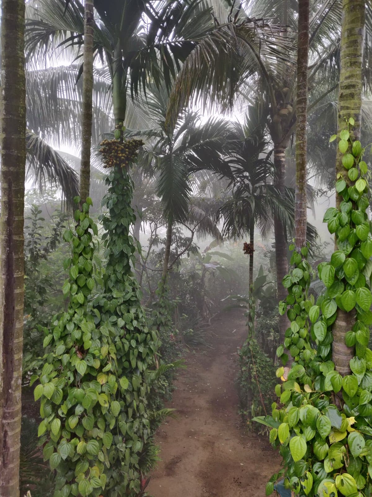 Food Forest Design