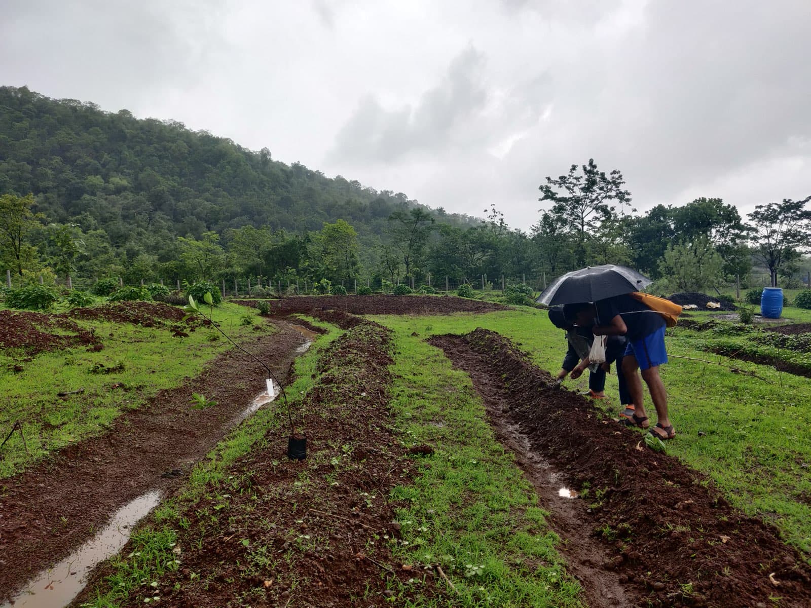 Water Harvesting Landscapes